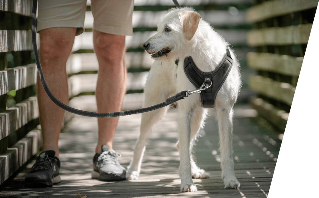 No-pull vezetés séta közben